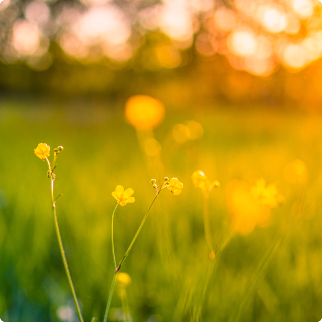 Close-up of yellow wildflowers in a sunlit field with a blurred background.