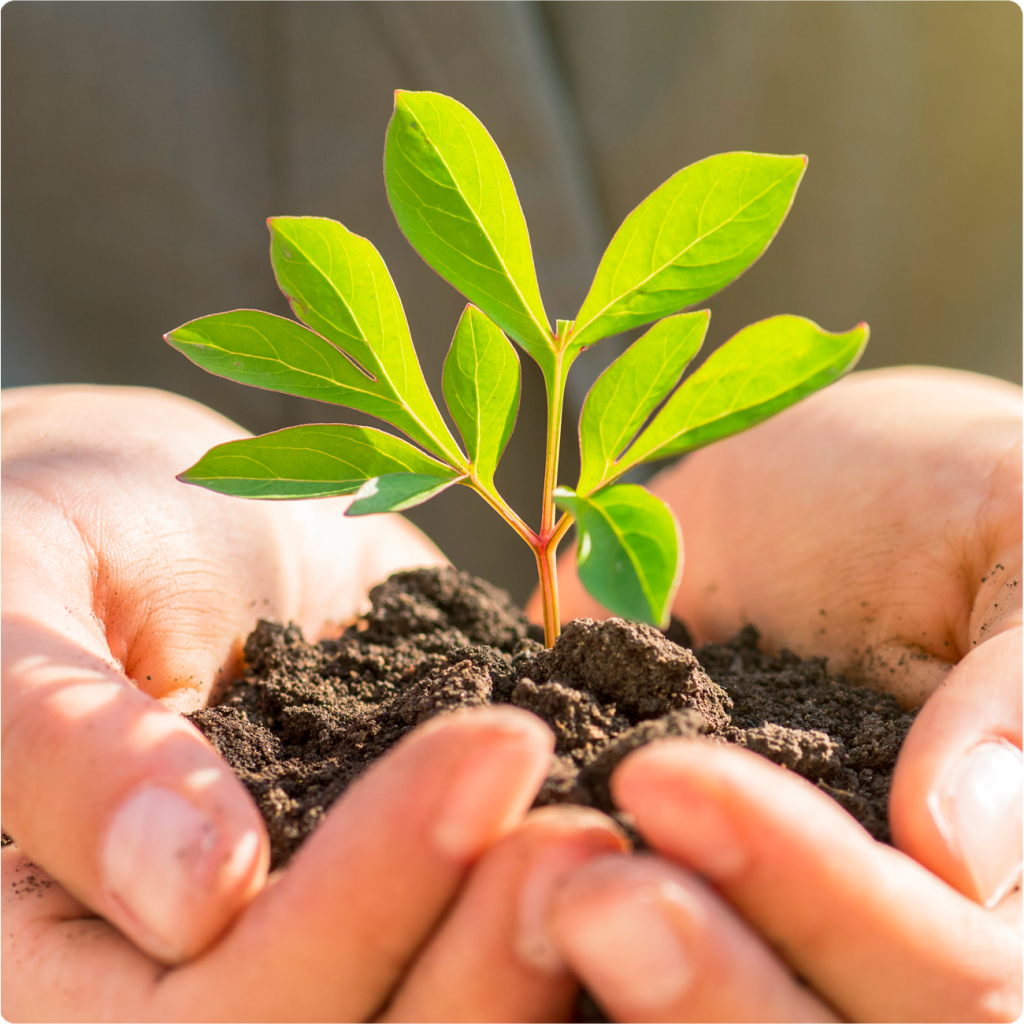 Close-up of hands holding soil with a young green plant.